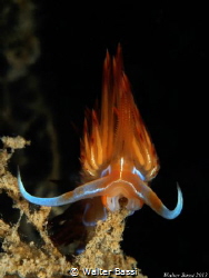 in flames
 by Walter Bassi 